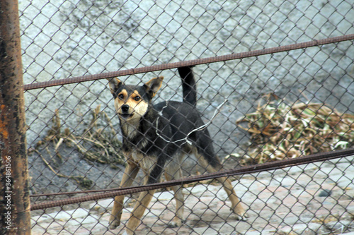 a dog of my neighbour