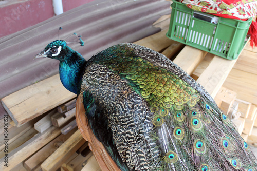 a beautiful peacock in the garden