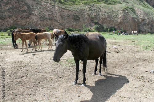 the mare that gives koumiss