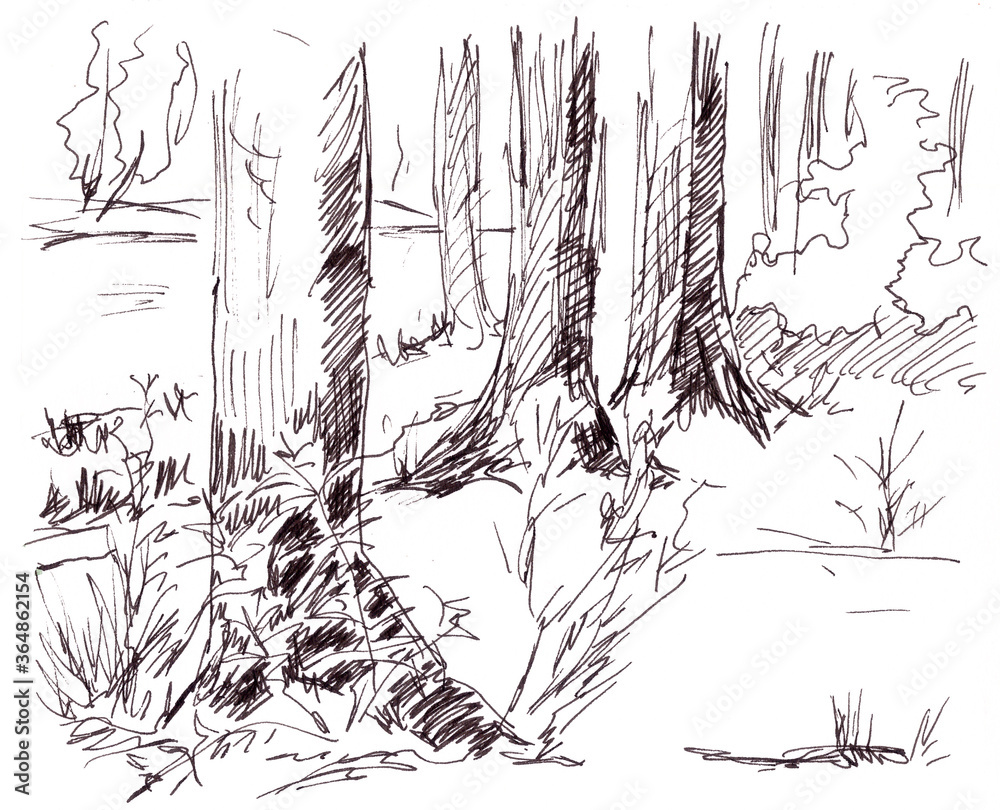 Fototapeta premium tree trunks in the woods, graphic black and white pattern