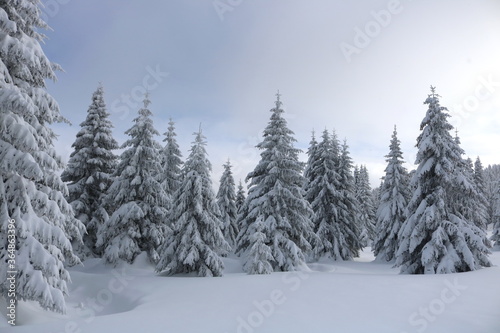 Trees covered with snow flakes