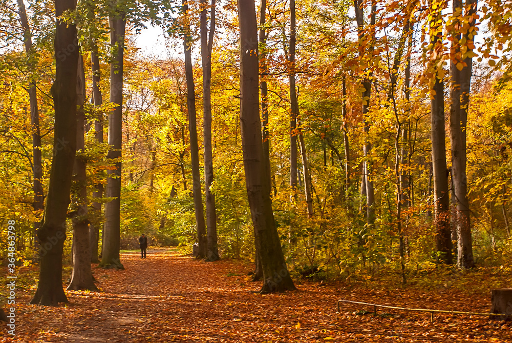 Obraz premium Park photographed in Cologne, Germany. Picture made in 2009.