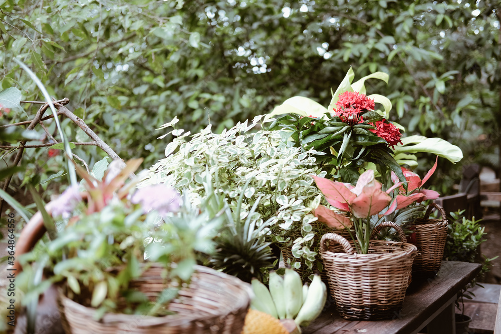 flower & plant leaves in wicker basket decorating on terrace balcony flower & plant leaves in wicker basket decorating on terrace balcony
