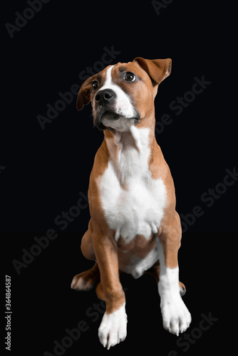 jack russell terrier isolated black background