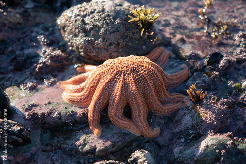 Photography A Reef star also known as a pekapeka starfish in New Zealand