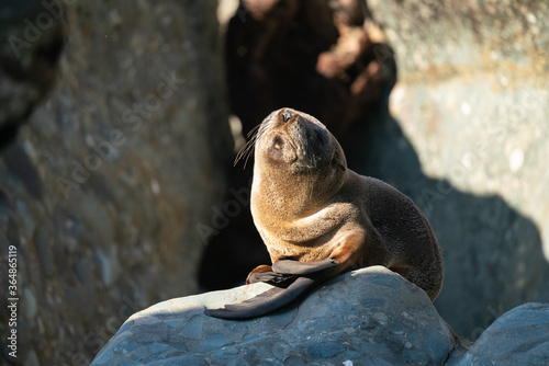 A New Zealand Fur Seal pup resting on rocks in the sun 
 photo