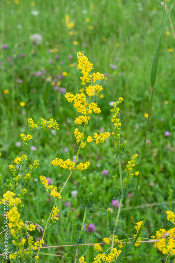 Obraz premium tiny yellow blossoms of a ladys bedstraw