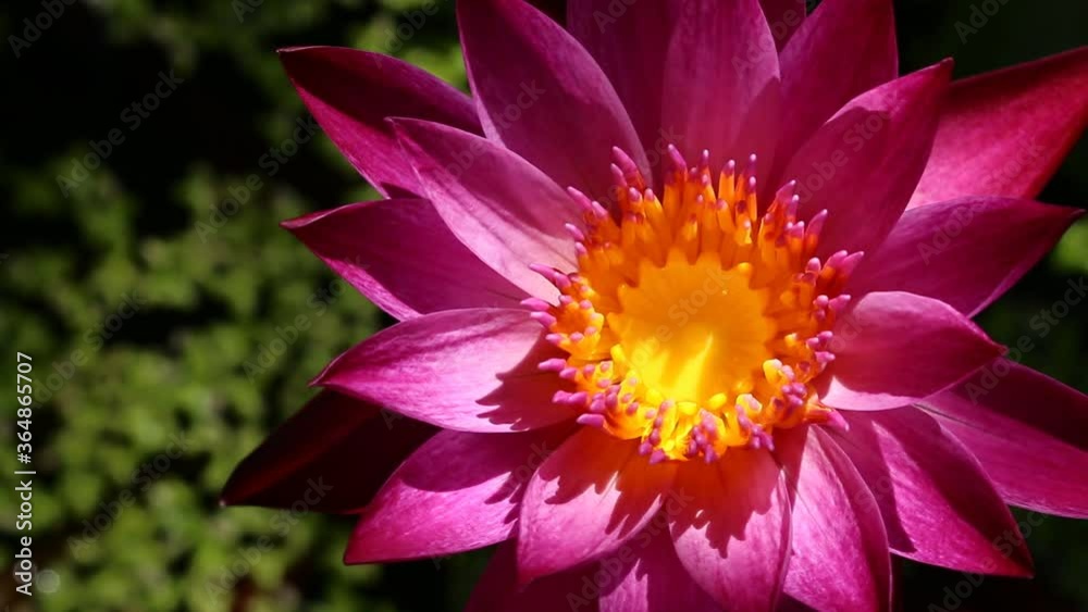 Pink lotus in pond , outdoor Chiangmai Thailand Pink lotus in pond , outdoor Chiangmai Thailand