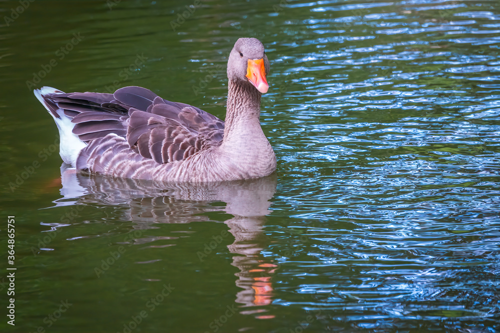 Wild gray goose swims in a lake with green water. Wild gray goose swims in a lake with green water.