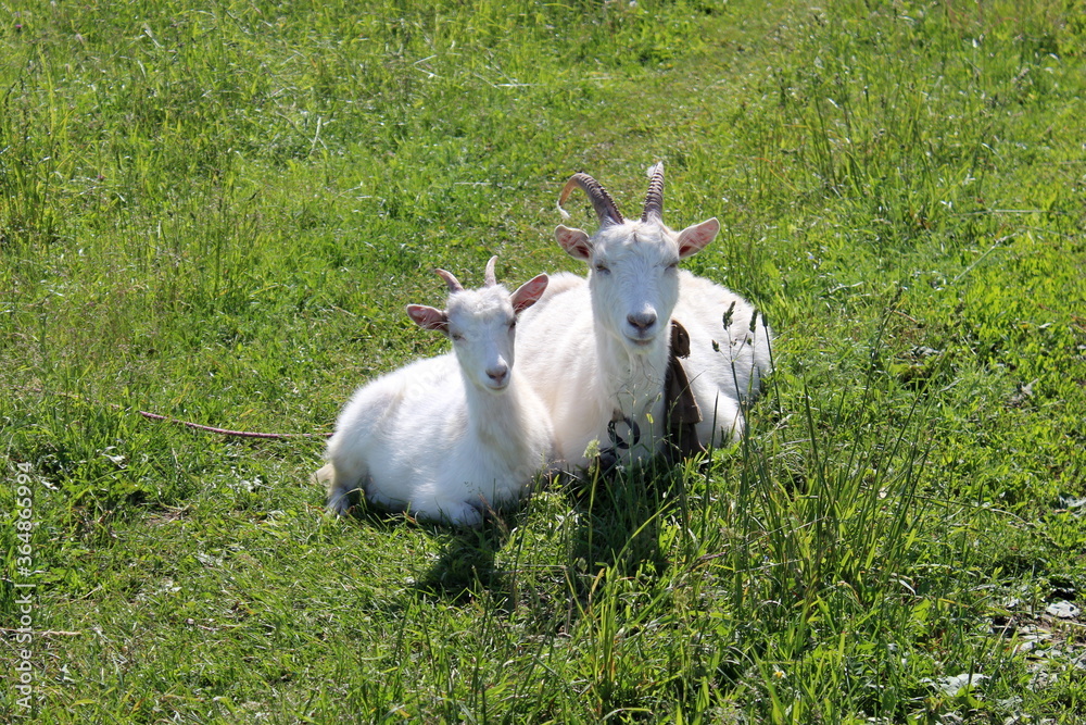 Obraz premium Goat with a kid lie on the grass in the sunlight