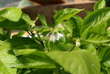 Sprout with pepper flower in the open air