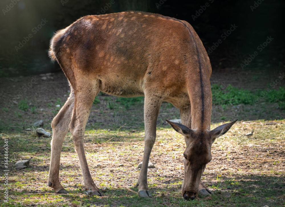 A sika deer female grazes in a forest glade. The sika deer, Cervus nippon A sika deer female grazes in a forest glade. The sika deer, Cervus nippon
