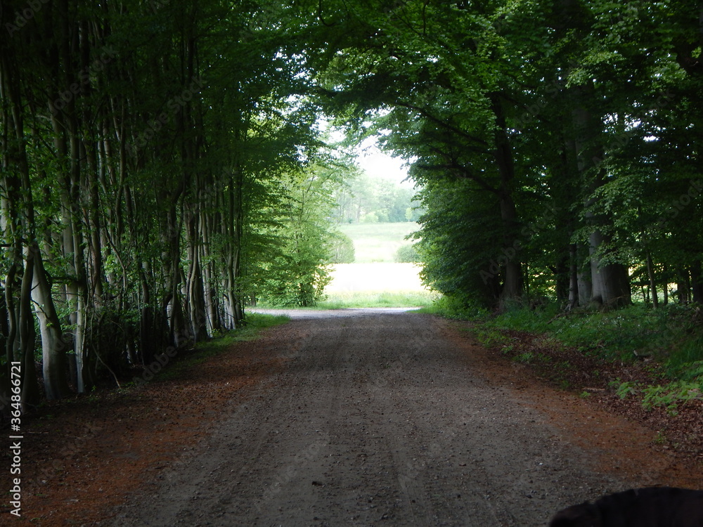 Obraz premium road in the forest