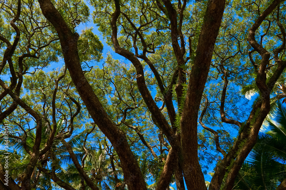 Patterns Among The Branches of a Giant Mokey Pod Tree (Albizia saman) at Bayfront Park Near Downtown Hilo, Hawaii, USA Patterns Among The Branches of a Giant Mokey Pod Tree (Albizia saman) at Bayfront Park Near Downtown Hilo, Hawaii, USA