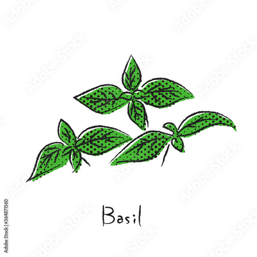 フレッシュハーブ　バジル