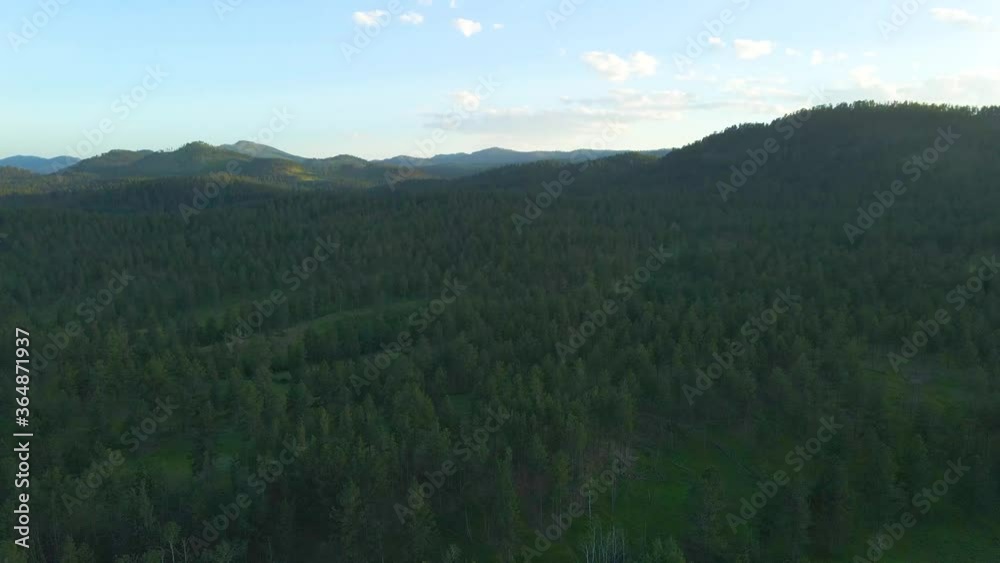 Downwards aerial parallax shot of ponderosa pine trees in the Black Hills. Sunset and mountains. Downwards aerial parallax shot of ponderosa pine trees in the Black Hills. Sunset and mountains.