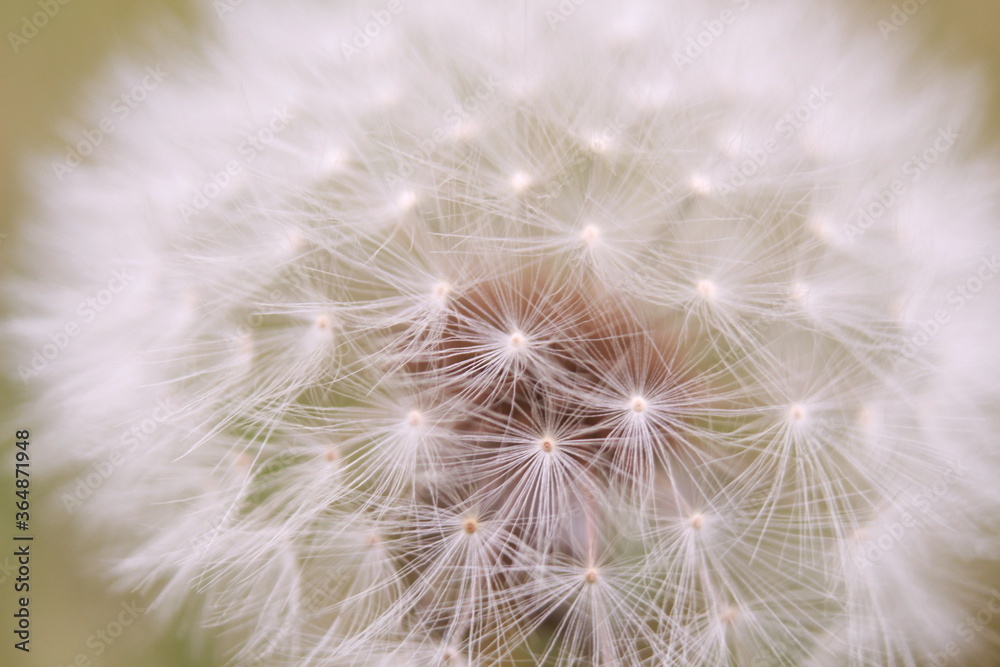 Obraz premium dandelion seed head