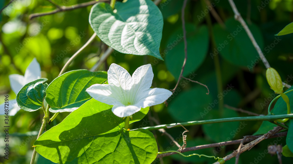 The Scarlet Gourd flowers of white or Coccinia grandis, photographed at close range on the creeping branches. The Scarlet Gourd flowers of white or Coccinia grandis, photographed at close range on the creeping branches.