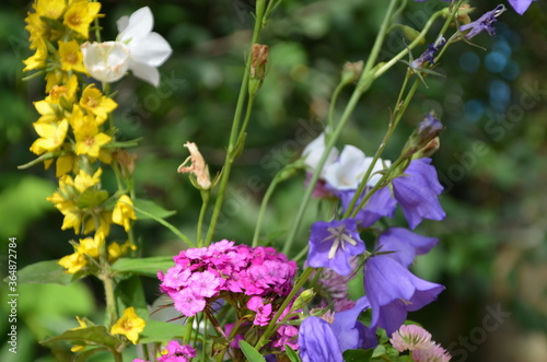 beautiful bouquet of bright flowers on a meadow against a background of green foliage