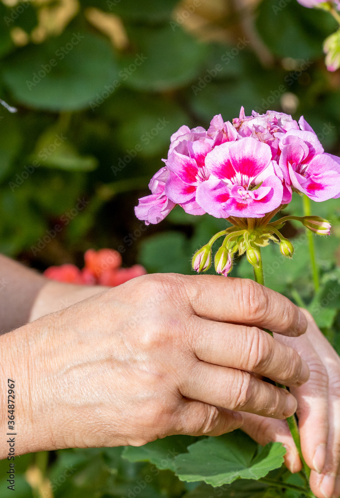 woman takes care of the flowers in the garden of her house