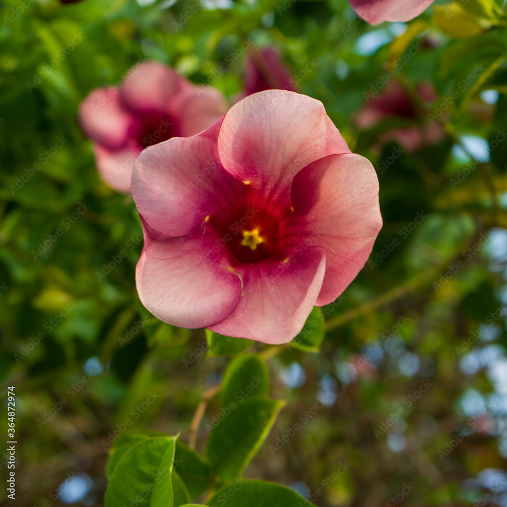 Close-up image of the violet Allamanda flowers or (Allamanda blanchetii - in Latin) blossoming on the branches, with green leaves as background. Close-up image of the violet Allamanda flowers or (Allamanda blanchetii - in Latin) blossoming on the branches, with green leaves as background.