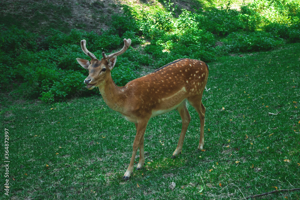 Fototapeta premium red deer in the woods