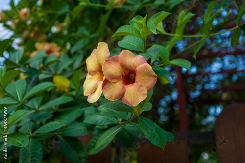 An orange Allamanda flowers or (Allamanda blanchetii - in Latin) blossoming on the branches. Photographed at close range with green leaves as background. photo