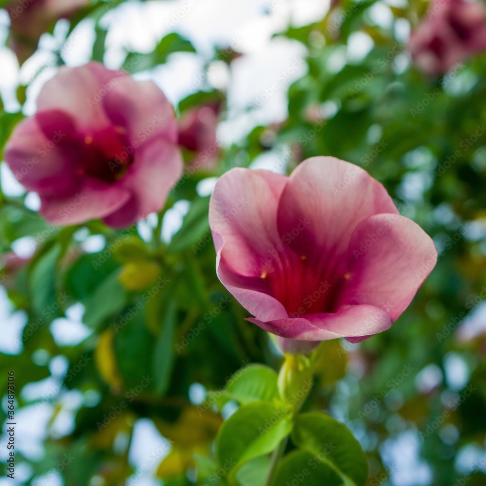 Close-up image of the violet Allamanda flowers or (Allamanda blanchetii - in Latin) blossoming on the branches, with green leaves as background. Close-up image of the violet Allamanda flowers or (Allamanda blanchetii - in Latin) blossoming on the branches, with green leaves as background.