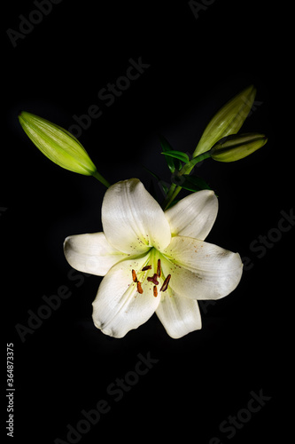 White lily flower glowing in the dark on black background