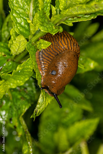 Nacktschnecke