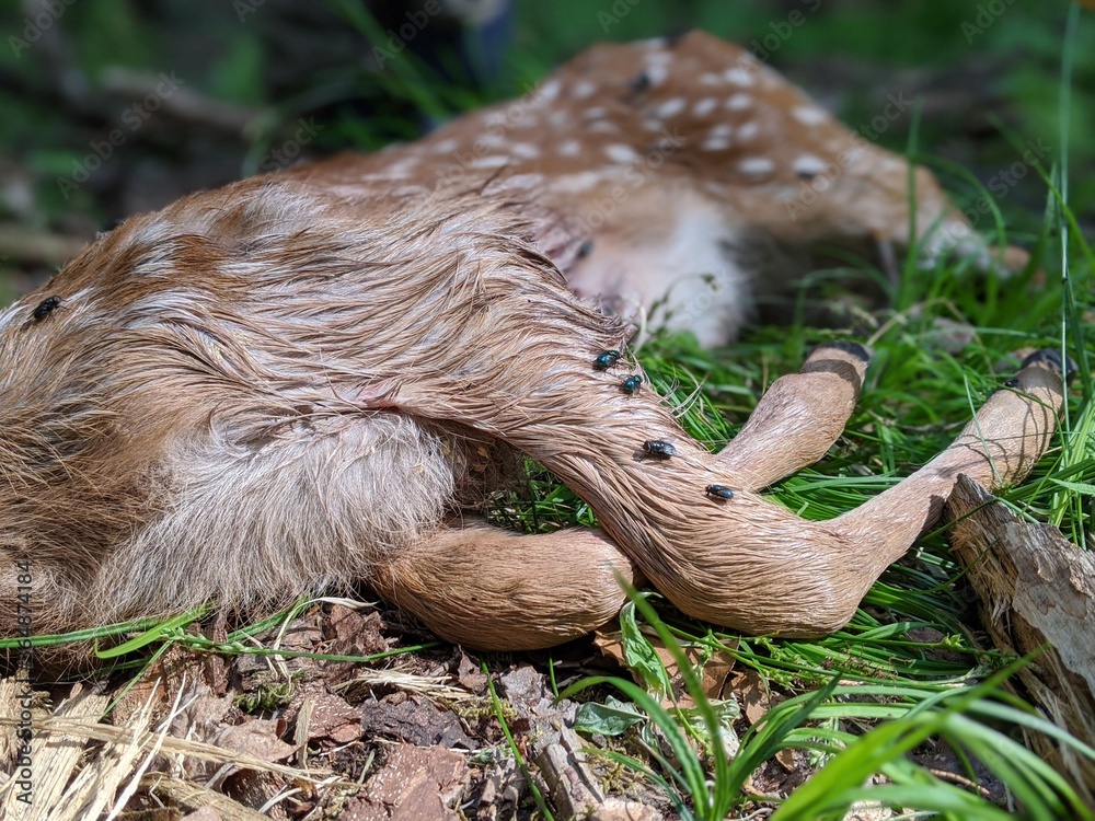 Dead fawn in forrest with flies on legs Dead fawn in forrest with flies on legs