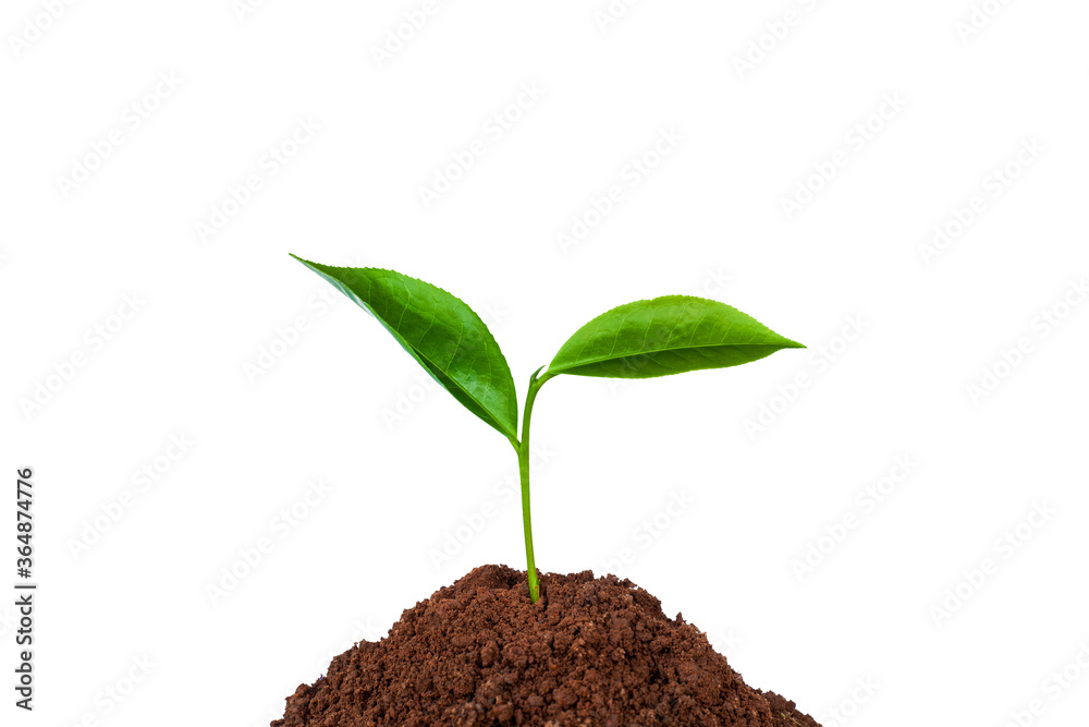 young tree growing from the rich soil isolated on white background young tree growing from the rich soil isolated on white background