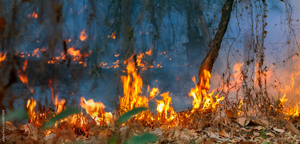 Rain forest fire disaster is burning caused by humans Rain forest fire disaster is burning caused by humans