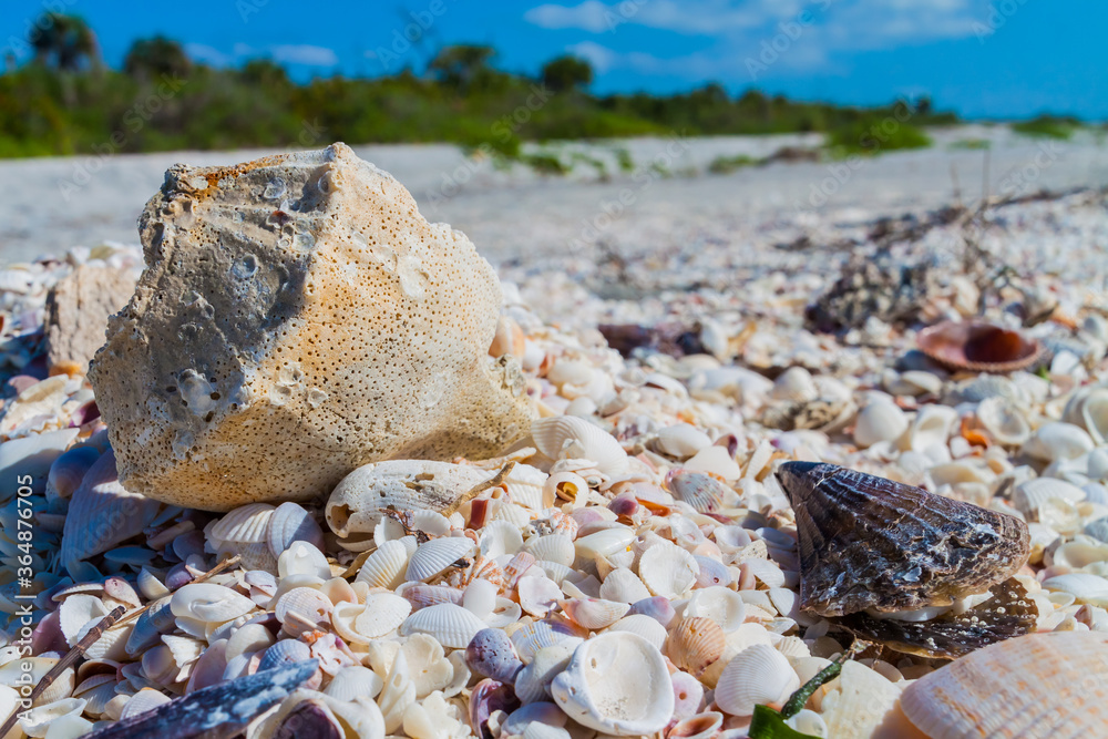 Foto de Horse Conch (Pleuroploca gigantea) the State Shell of Florida