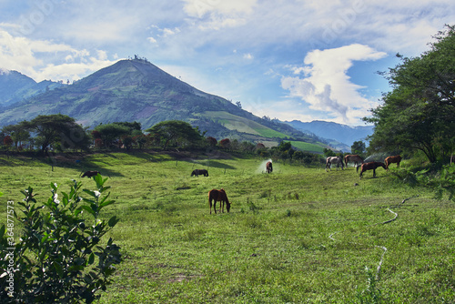 Horse grazing on green pasture, rural scene