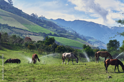 Horse grazing on green pasture, rural scene