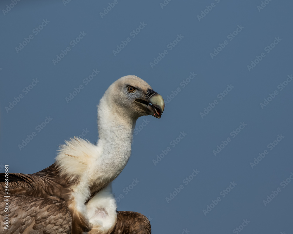 Isolated White Backed Vulture, Gyps africanus, against a blue sky Isolated White Backed Vulture, Gyps africanus, against a blue sky