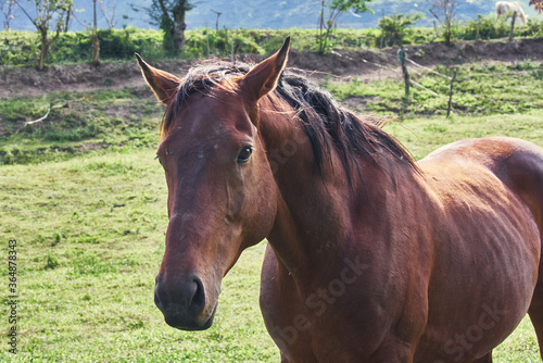Horse grazing on green pasture  rural scene