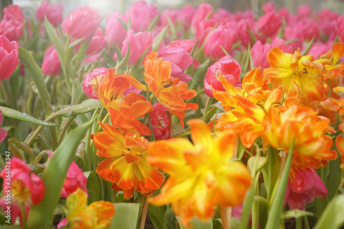 Group of colorful tulip, amazing fresh tulip flowers group blooming in the garden, beautiful bright orange tulips grouped in tulip fields with water sprays on pink background, Tulip flowers meadow.