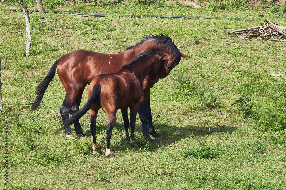Horse grazing on green pasture, rural scene Horse grazing on green pasture, rural scene