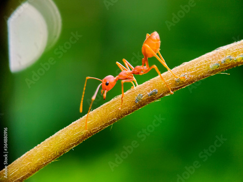 red ant on green leaf © RiyanPM17