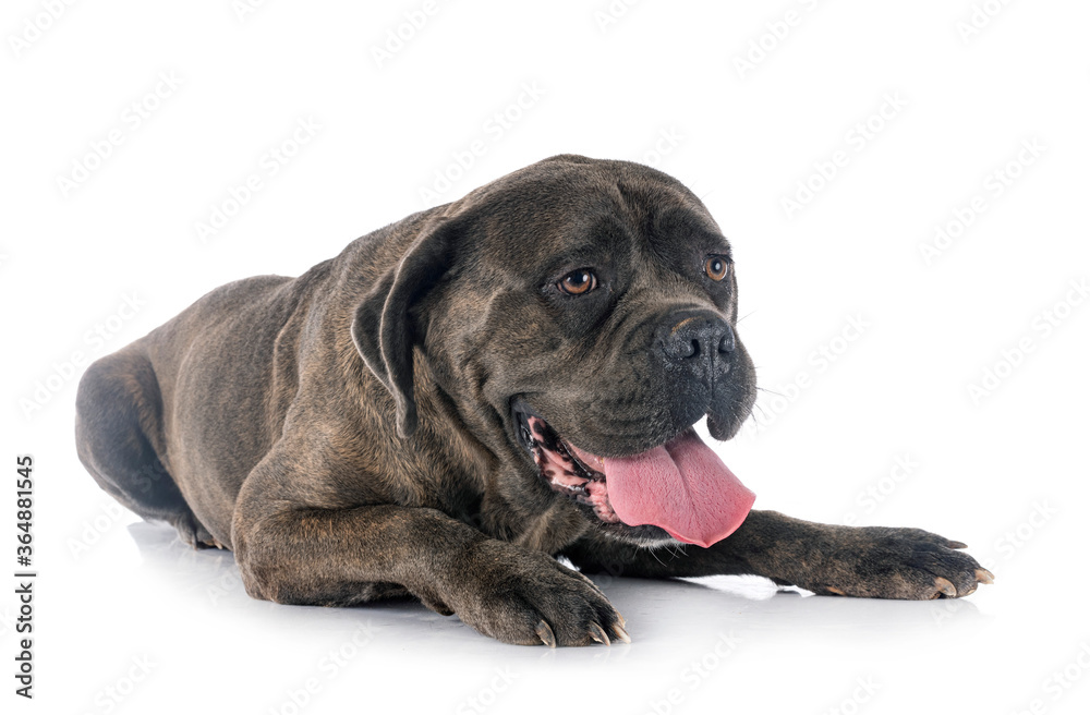 cane corso in studio cane corso in studio