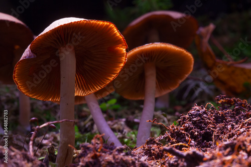 Hallucinogenic mushrooms grow in vivo.