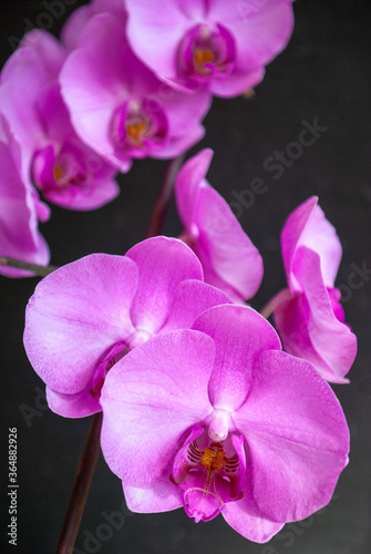 Pink orchid flowers isolated on black close up vertical