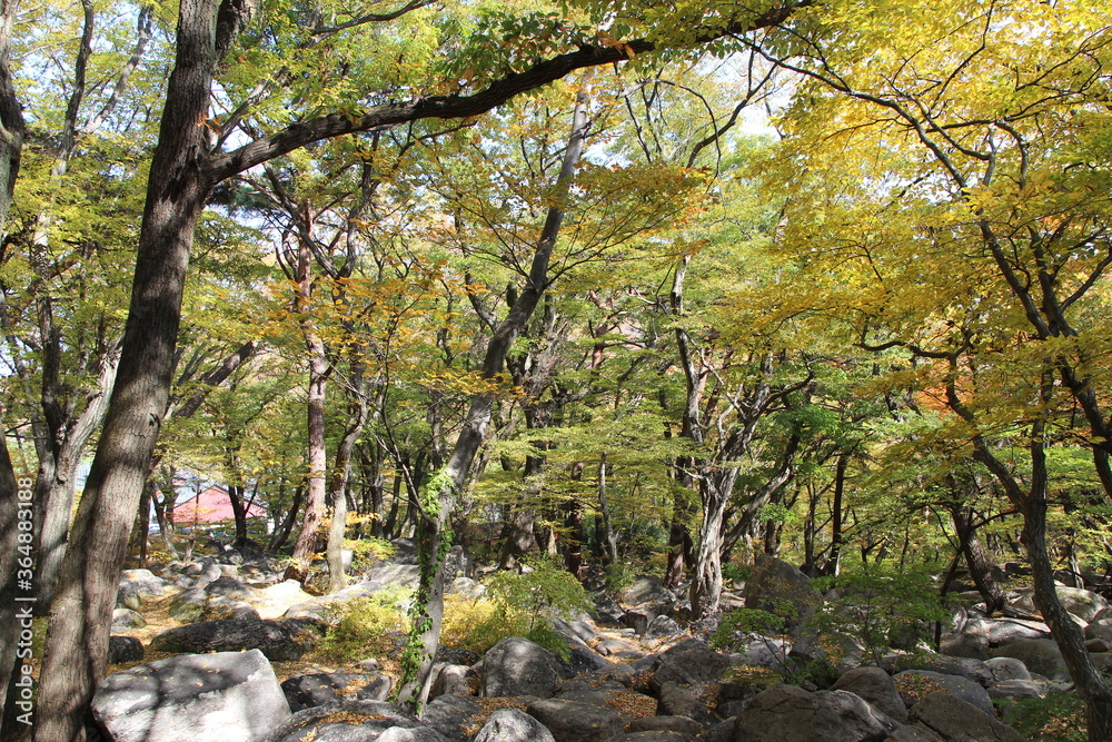 Autumn view of colourful leaves in forest, South Korea Autumn view of colourful leaves in forest, South Korea