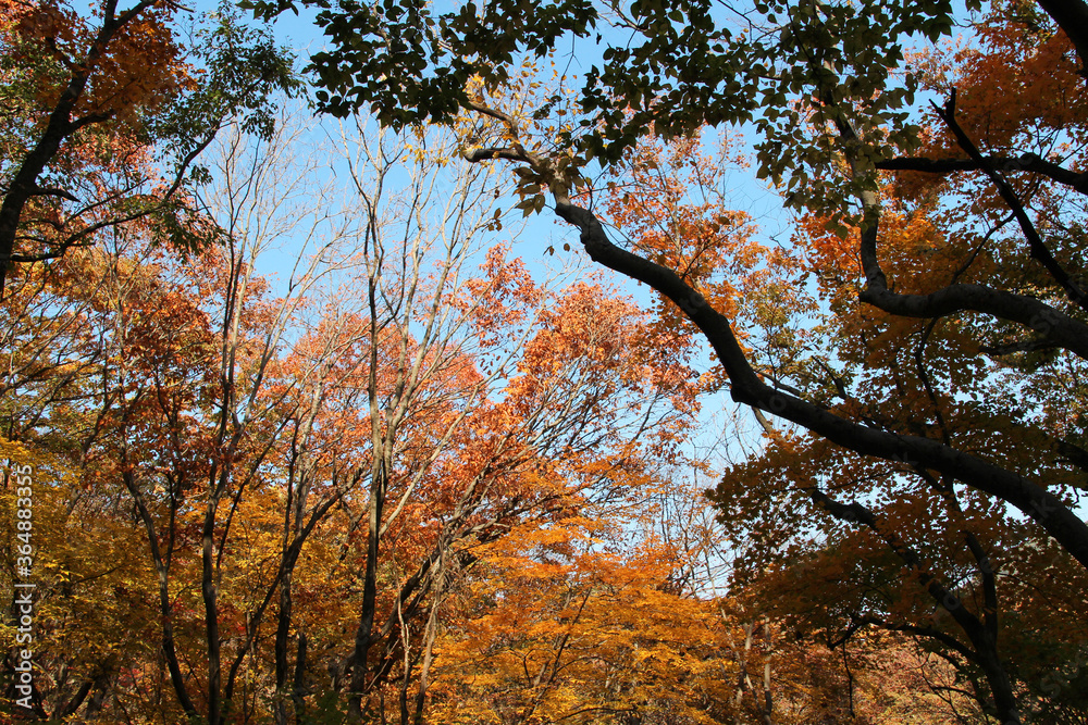 Autumn view of colourful leaves in forest, South Korea