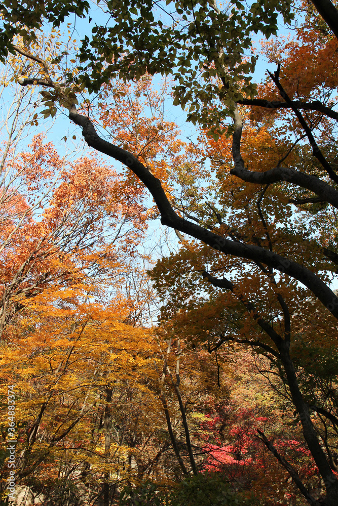 Autumn view of colourful leaves in forest, South Korea