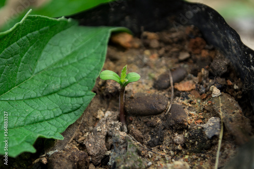 Germination of cannabis in the newborn stage.