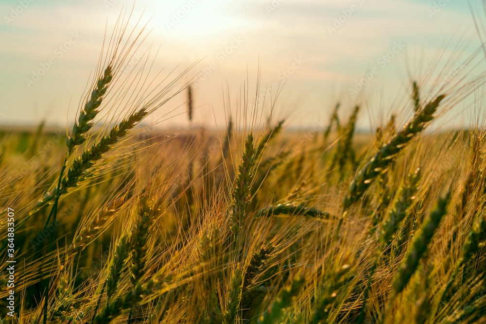 Wheat field. Ears of golden wheat close up. Rural Scenery under Shining sunset. close-up selective focus Wheat field. Ears of golden wheat close up. Rural Scenery under Shining sunset. close-up selective focus