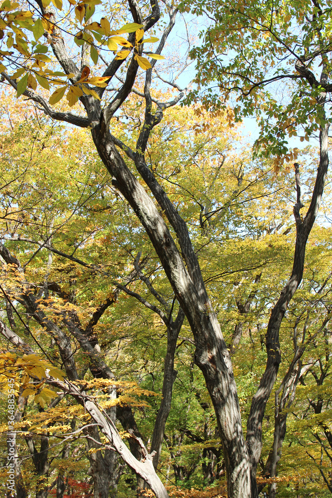 Autumn view of colourful leaves in forest, South Korea Autumn view of colourful leaves in forest, South Korea